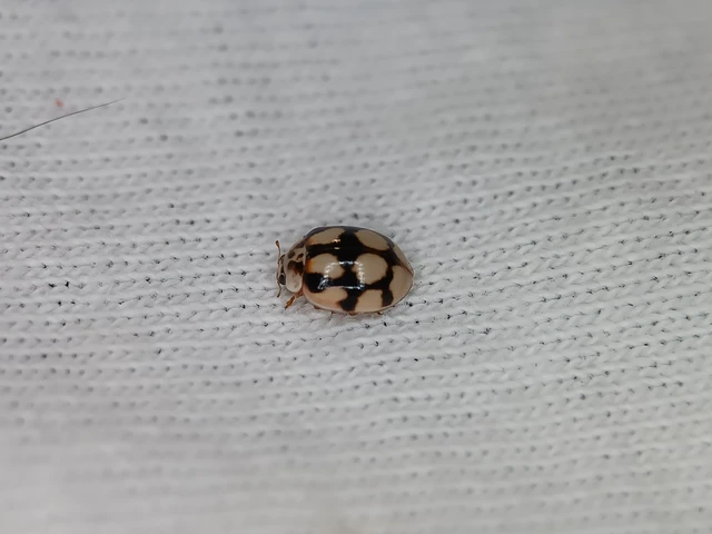 Adalia decempunctata - tízpettyes katica