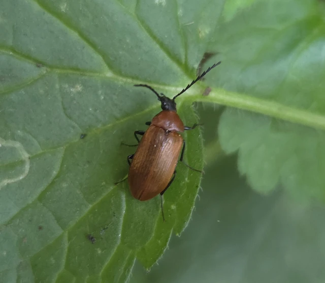 Pseudocistela ceramboides - narancssárga alkonybogár