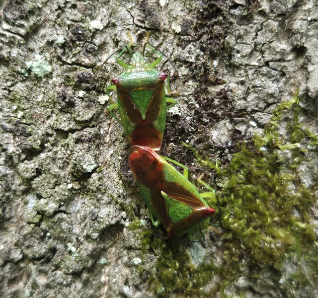 Acanthosoma haemorrhoidale - nagy dajkapoloska Acanthosoma haemorrhoidale - nagy dajkapoloska