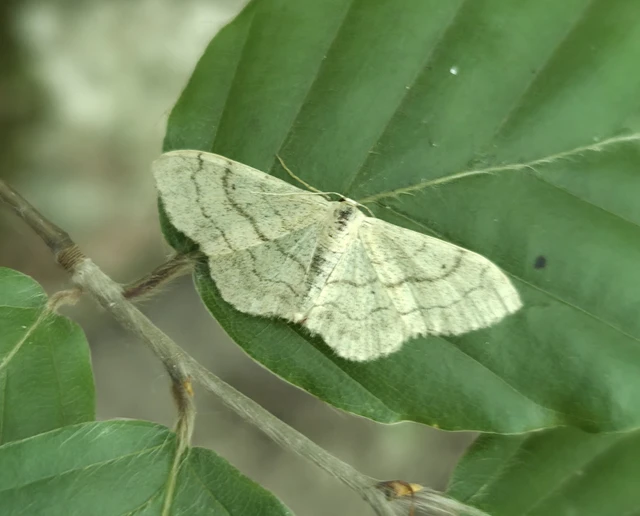 Idaea aversata - nagy sávosaraszoló