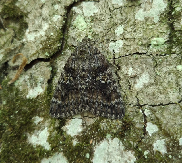 Catocala sponsa/dilecta