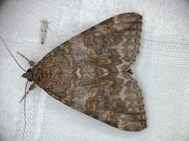 Catocala nupta - piros övesbagoly