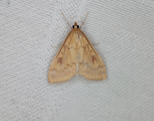 Ostrinia nubilalis - kukoricamoly