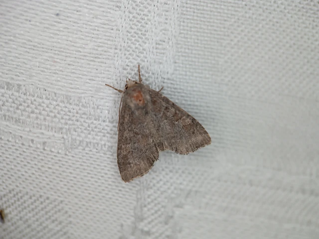 Parastichtis suspecta - sötét erdeibagoly