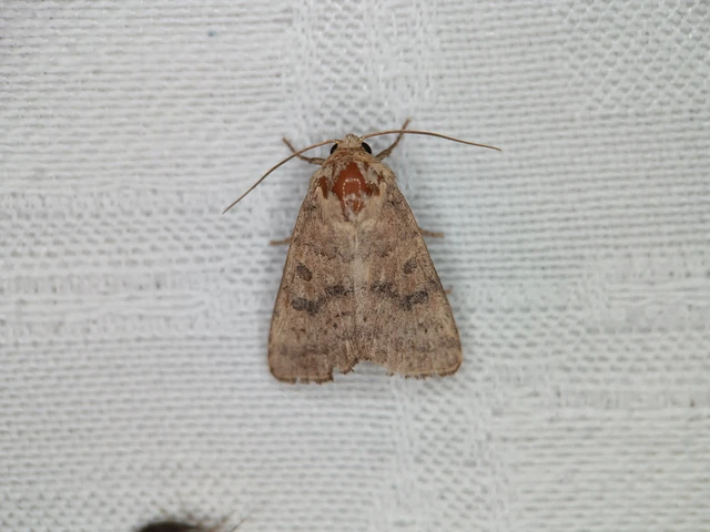 Hoplodrina octogenaria - barna selymesbagoly