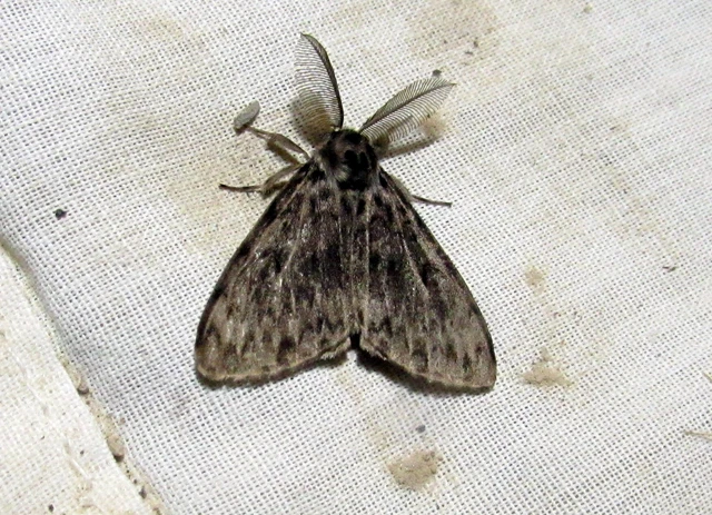Lymantria monacha - apácalepke