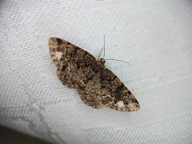 Parectropis similaria - barna zuzmóaraszoló