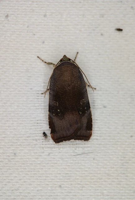 Noctua janthe/janthina