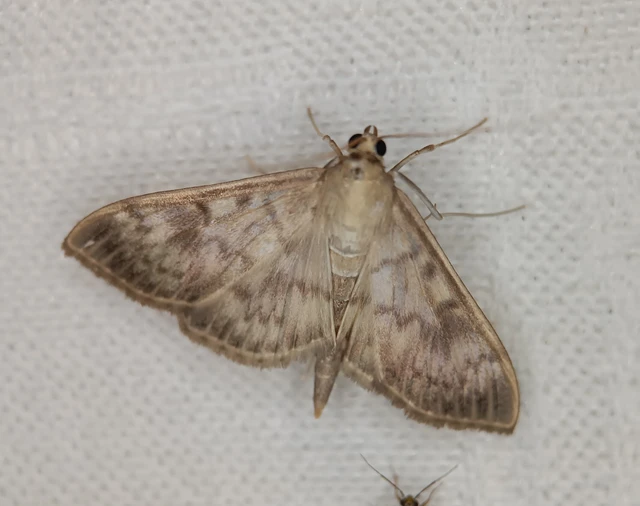 Patania ruralis - csalánevő tűzmoly