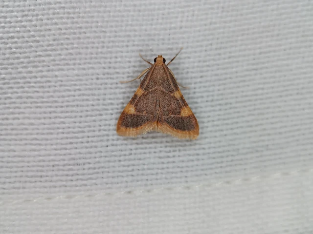 Hypsopygia costalis - szénailonca