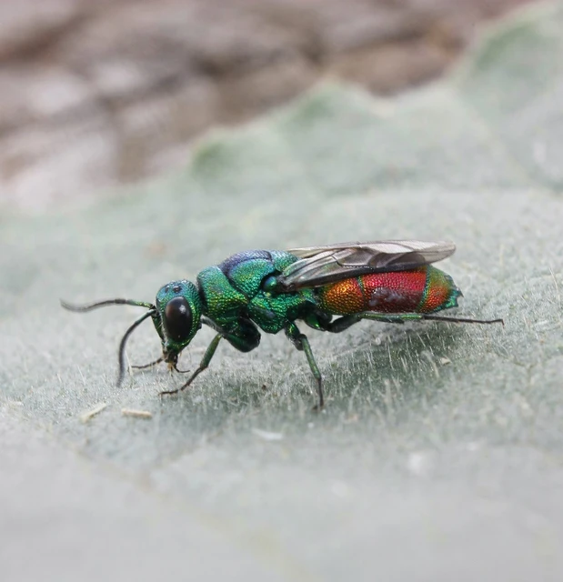Hymenoptera - Hártyásszárnyúak