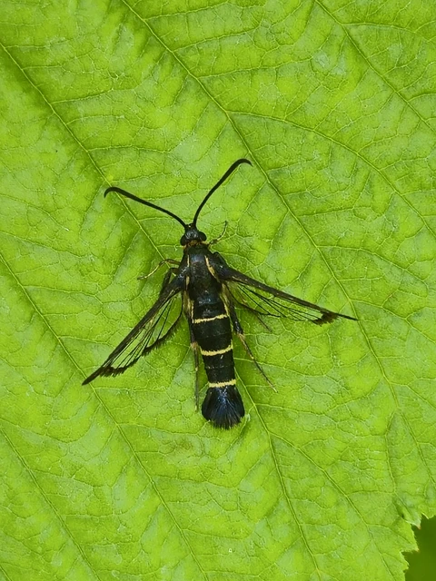 Sesiidae - szitkárfélék