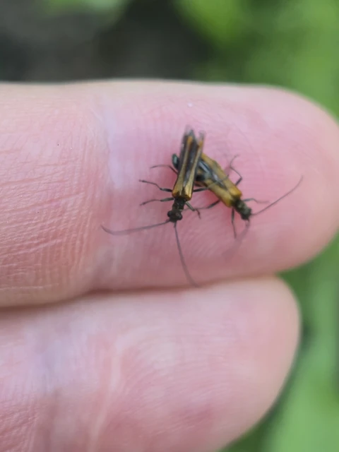 Oedemera femorata - sárgahátú álcincér