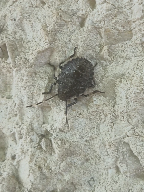 Halyomorpha halys - ázsiai márványospoloska Halyomorpha halys - ázsiai márványospoloska