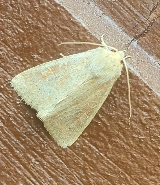 Parastichtis suspecta - sötét erdeibagoly
