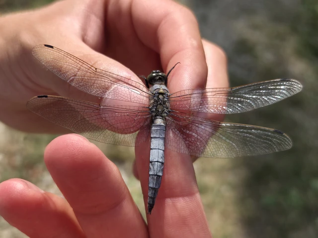 Orthetrum cancellatum - feketefarkú pásztorszitakötő