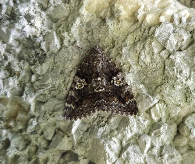 Catocala sponsa/dilecta