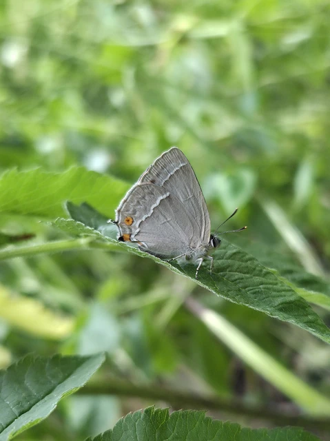 Neozephyrus quercus - tölgyfalepke
