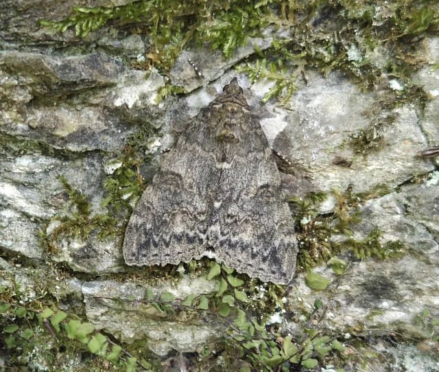 Catocala nupta - piros övesbagoly