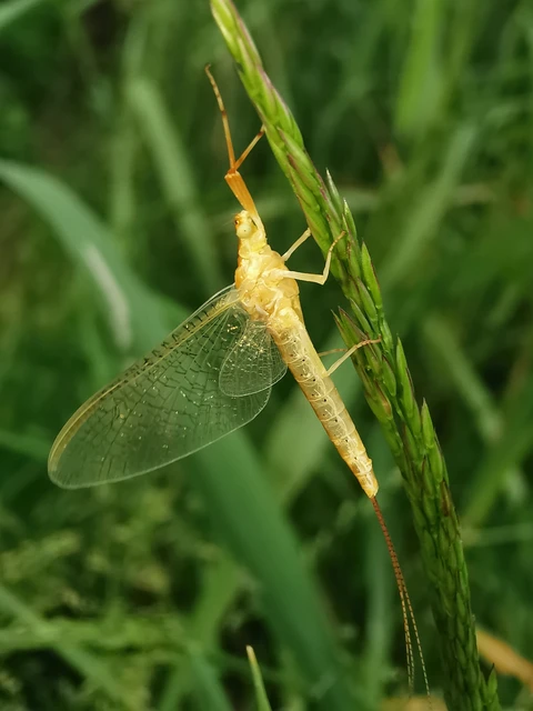 Potamanthus luteus - folyamvirág