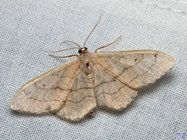 Idaea aversata - nagy sávosaraszoló