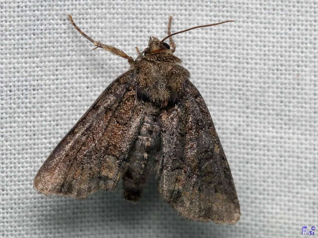 Oligia strigilis - kormos dudvabagoly