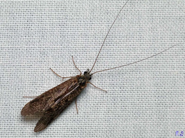 Trichoptera - Tegzesek