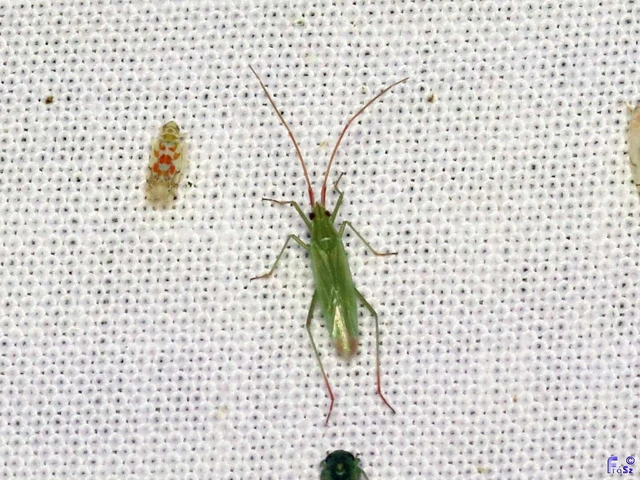 Trigonotylus