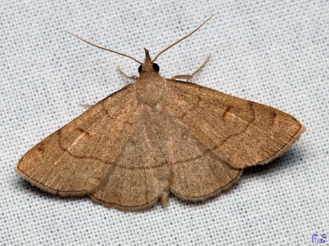Paracolax tristalis - sárgás karcsúbagoly