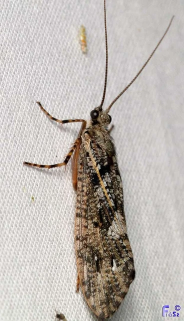Trichoptera - Tegzesek