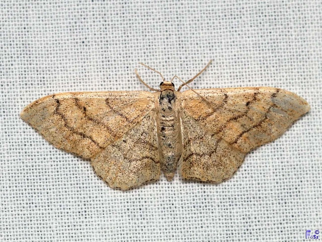 Idaea aversata - nagy sávosaraszoló