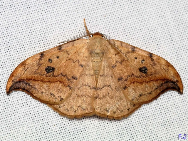Drepana falcataria - nyárfa-sarlósszövő
