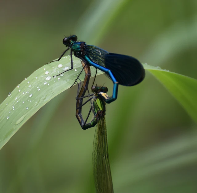 Calopteryx splendens - sávos szitakötő