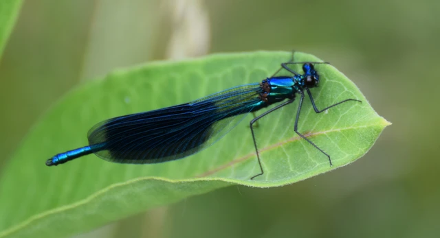 Calopteryx splendens - sávos szitakötő
