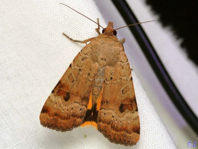 Noctua interposita - köztes sárgafűbagoly