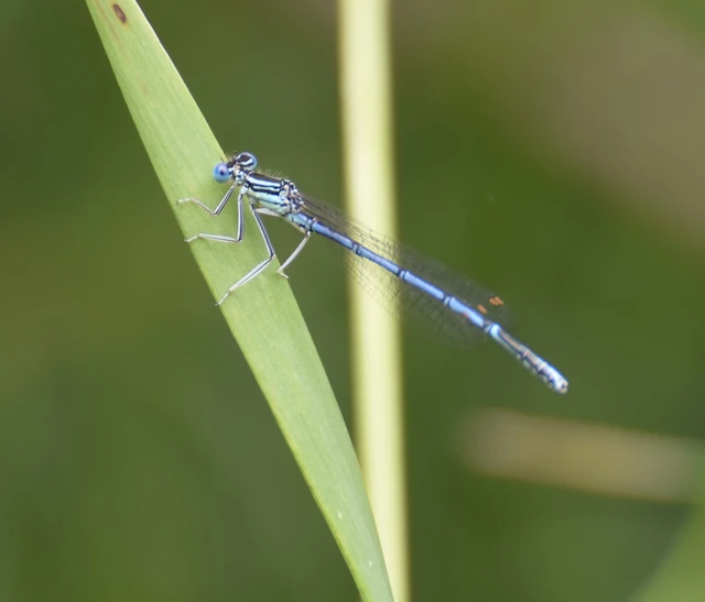 Platycnemis pennipes - széleslábú szitakötő