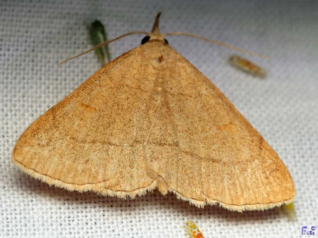 Paracolax tristalis - sárgás karcsúbagoly