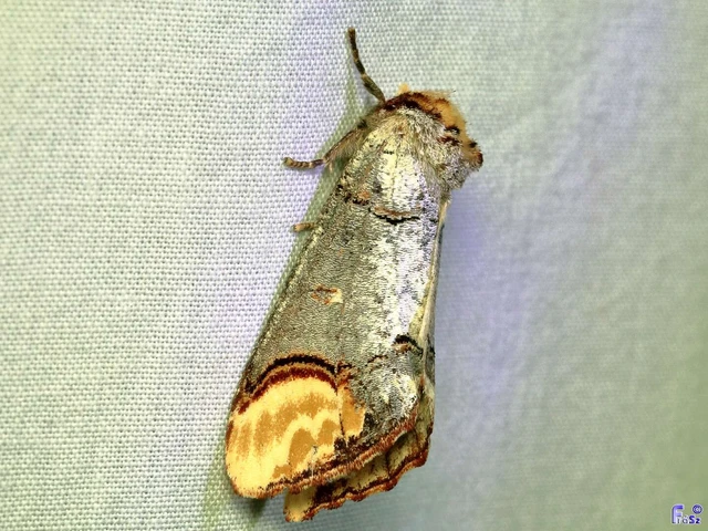 Phalera bucephala - sárgafoltos púposszövő