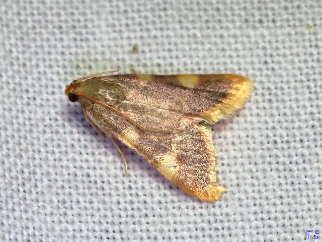 Hypsopygia costalis - szénailonca