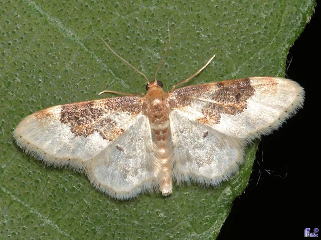 Idaea rusticata - tarka apróaraszoló