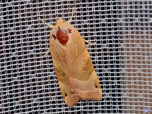 Noctua fimbriata - szélessávú sárgafűbagoly