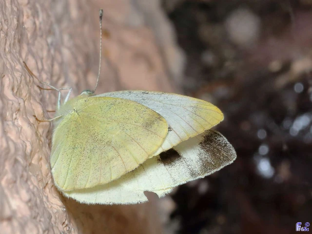Pieris rapae - répalepke