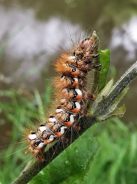 Acronicta rumicis - sóska-szigonyosbagoly Acronicta rumicis - sóska-szigonyosbagoly