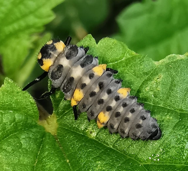 Coccinella