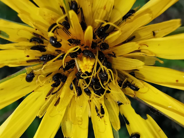Meligethinae Meligethinae