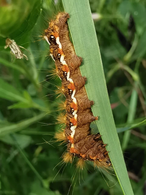Acronicta rumicis - sóska-szigonyosbagoly Acronicta rumicis - sóska-szigonyosbagoly
