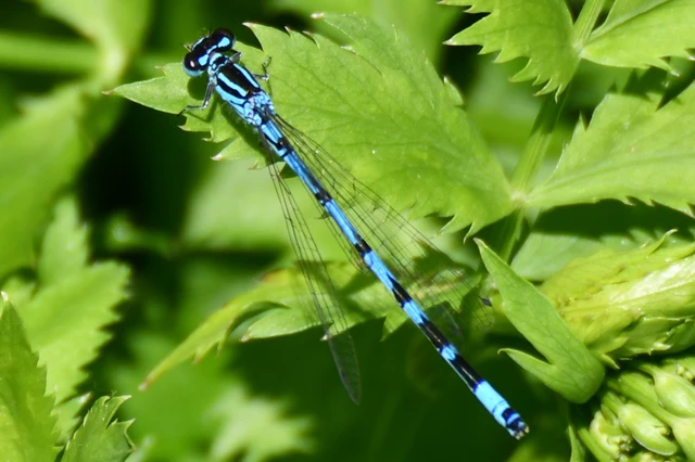 Coenagrion ornatum - díszes légivadász