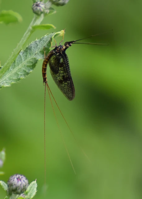 Ephemera vulgata - közönséges tarkakérész