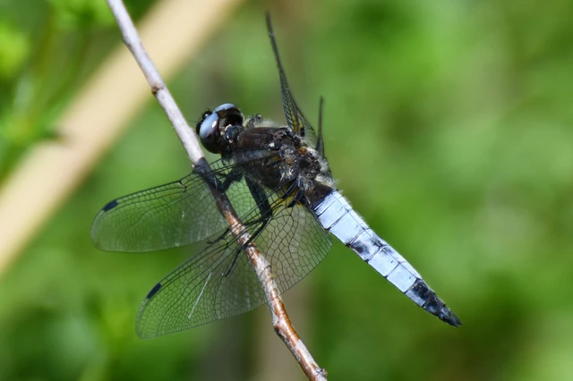 Libellula fulva - kisfoltos laposacsa