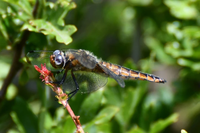 Libellula fulva - kisfoltos laposacsa